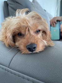 a small brown dog laying on a couch