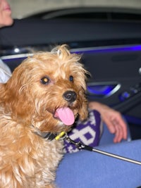 a dog sitting in the back seat of a car