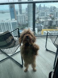 a dog standing on a balcony with a view of the city