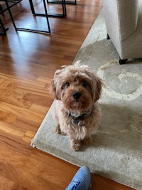 a small brown dog standing on a hardwood floor