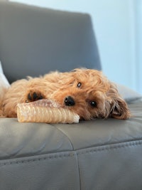 a dog laying on a couch with a bone in its mouth