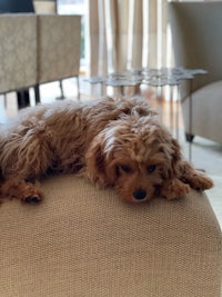 a brown dog laying on a couch in a living room