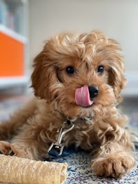 a poodle puppy licking a piece of bread