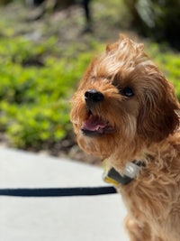 a small brown dog is standing on a leash